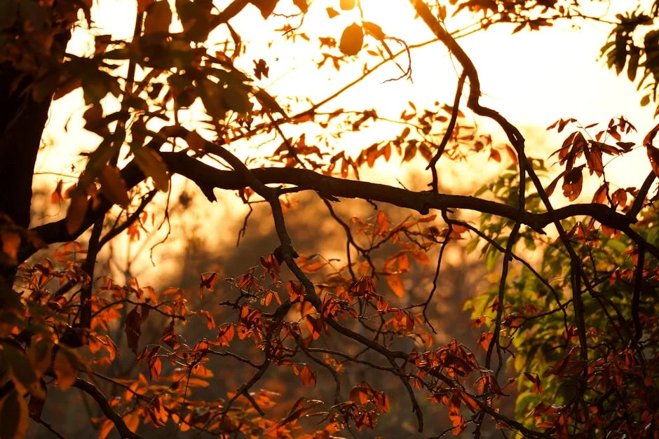 Aligarh Enjoys Cool Relief as Temperatures Drop Below 40°C — Clouds Bring Respite