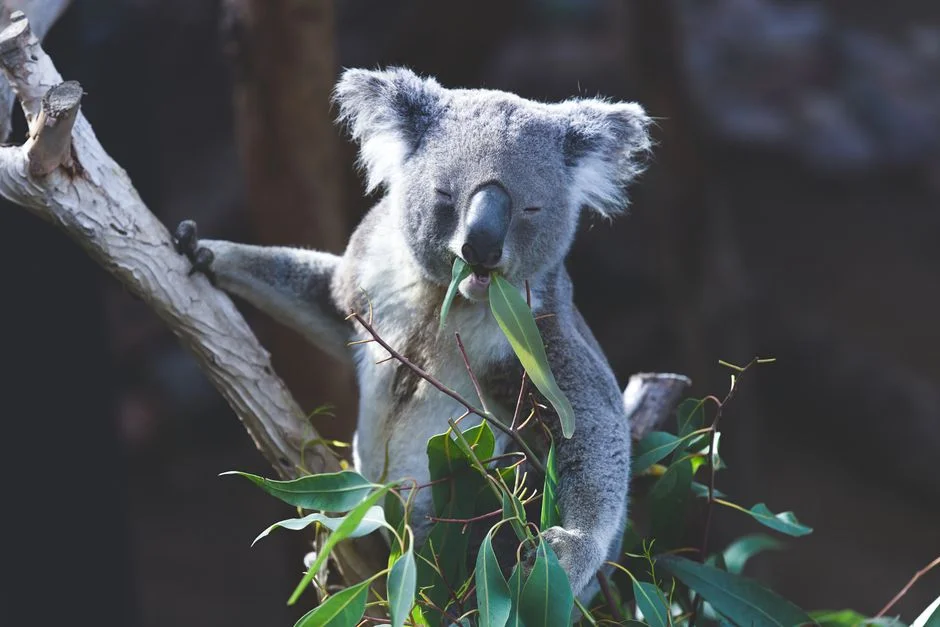 Australia Confirms First Diphtheria Death Amid Worst Outbreak in Decades — Health Medicine