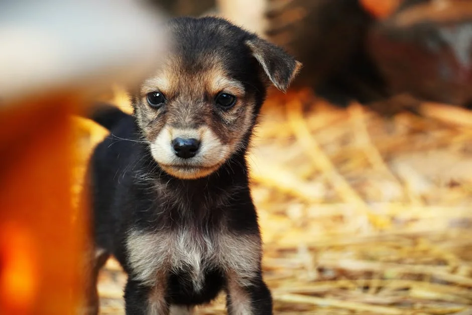BBC Exposes Ugandan Dog Scam Targeting US Donors