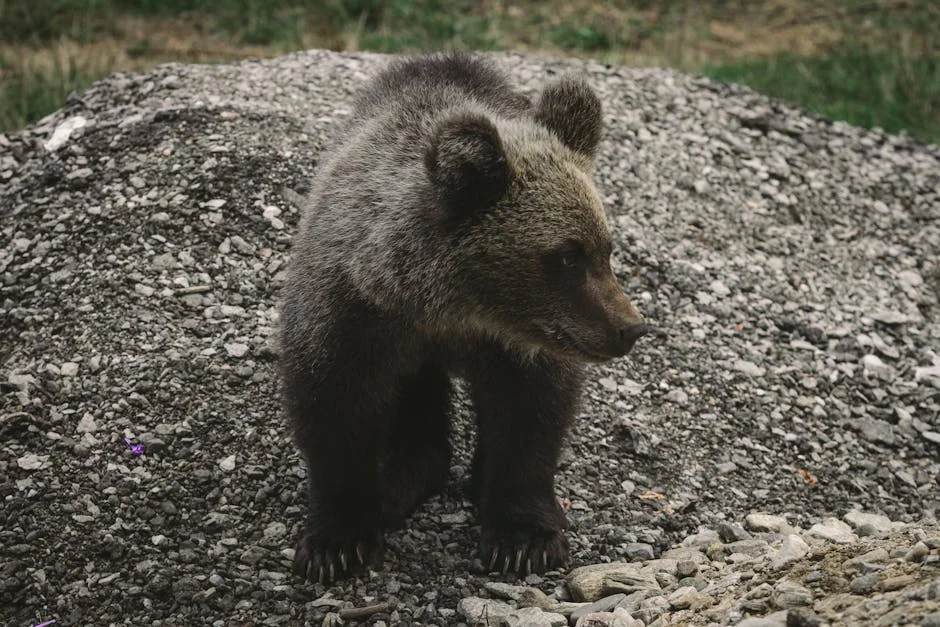 Bear Attack Injures Two Hikers in Yellowstone National Park — Safety Questions Arise