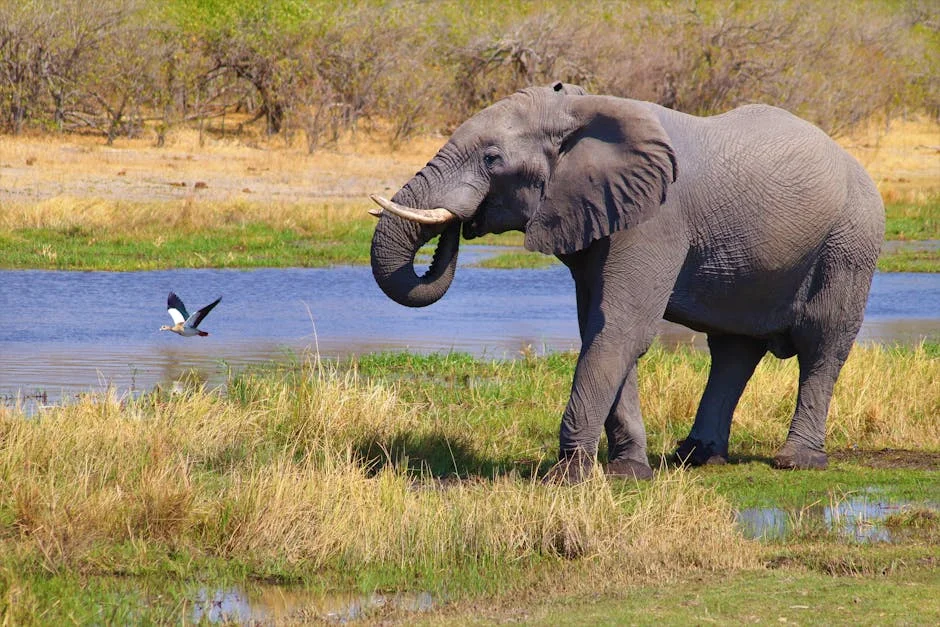 Buffett-Backed African Parks Aims to Boost Local Tourism for White Rhinos