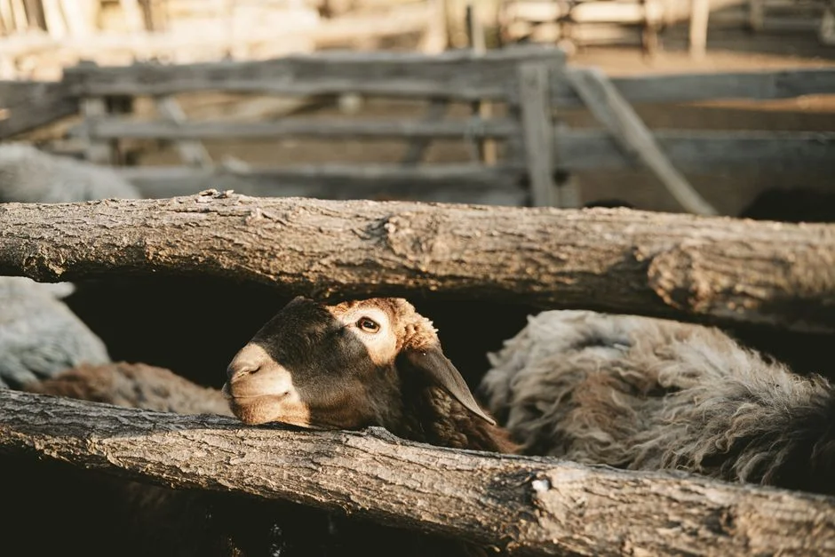 Craig Mazin Takes On 'Unadaptable' Sheep Mystery in New Project — Environment Nature