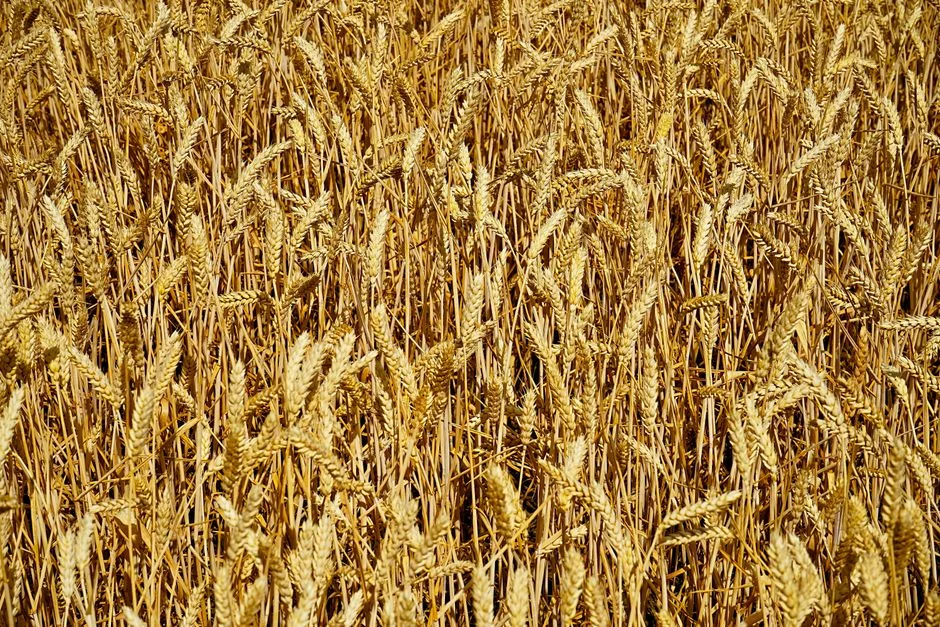 Grain SA Rejects ITAC Decision — Wheat Tariff Reference Price Stays Fixed