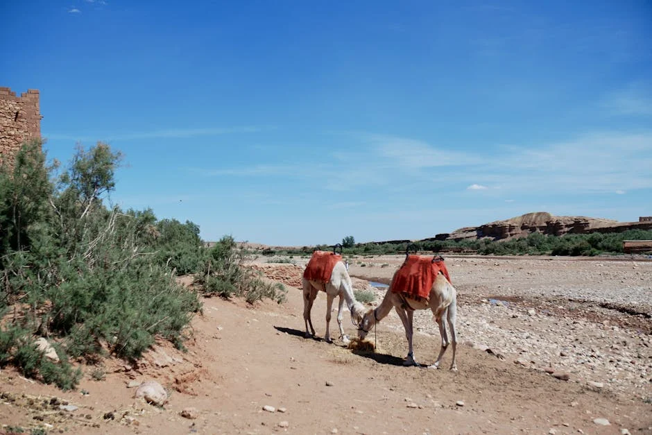 Morocco Pushes Tourism in Western Sahara to Cement Sovereignty Claim