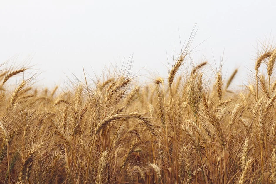 Morocco's Farming Crisis Hits US Food Prices — Politics Governance