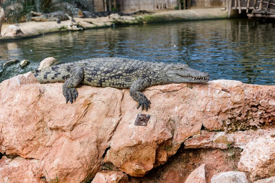 Mpumalanga Crocodile Attack: Gabriel Batista Eaten in Shocking Incident — Agriculture Food