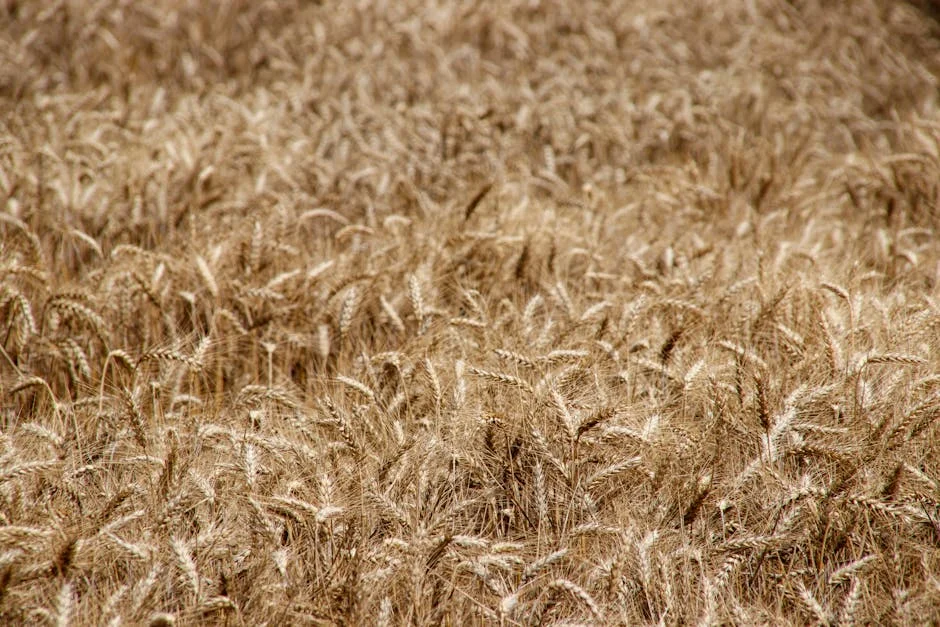 Nigeria Bans Wheat Imports — and Prices Are Already Rising