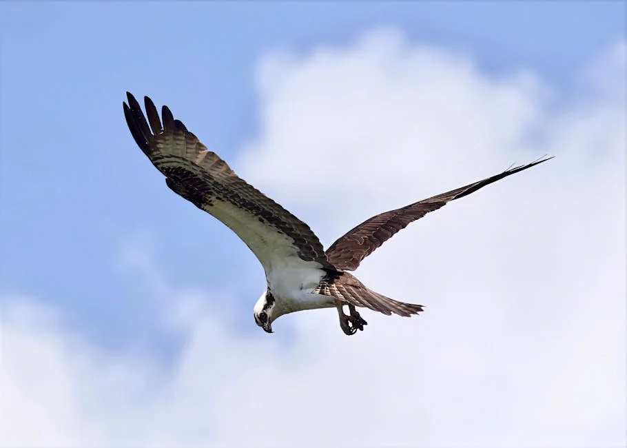 Ospreys Hatch Final Egg of the Season — New Life in Massachusetts