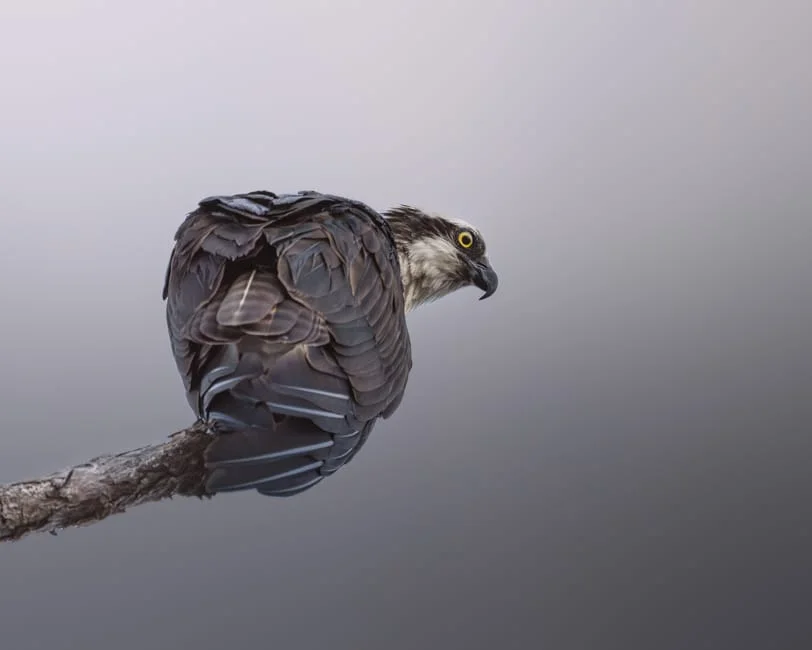 Ospreys Hatch Final Egg of the Season – Webcams Capture Historic Moment