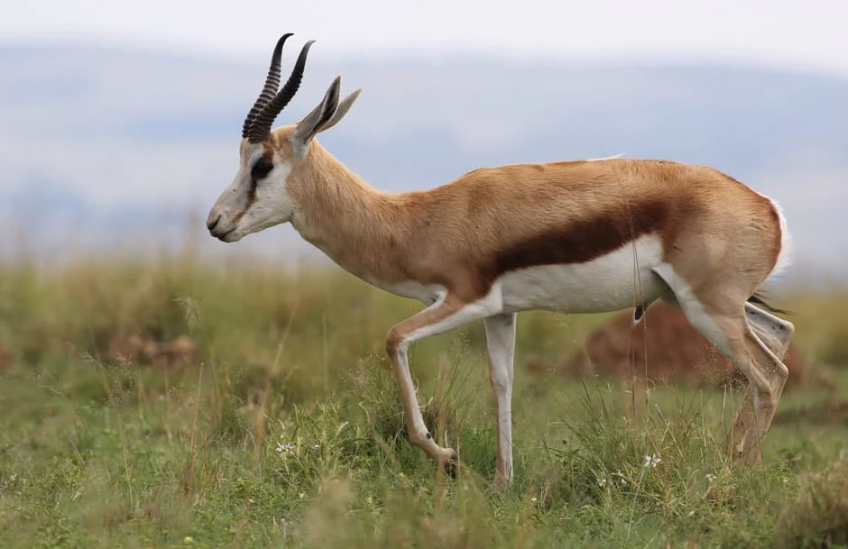 South Africa Breaks EV Charging Record — Here Is Why It Matters — Agriculture Food