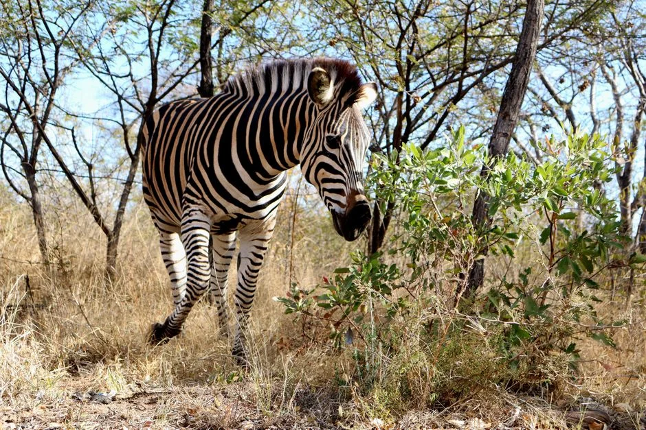 Thula Thula Game Lodge Launches Cheetah Collaring Initiative to Enhance Conservation