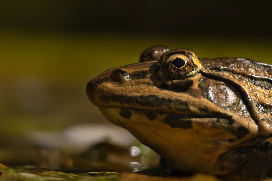UK Woman Dies from Frog Poison Detox — Instagram's Role Under Scrutiny