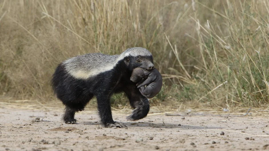 Watch: South Africa Baboon Opens Car Door Like a Human — Video Goes Viral — Infrastructure Cities