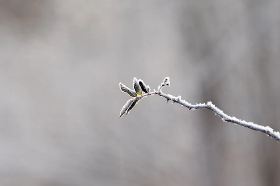 Weather Service Warns of Frost in Lesotho — Thunderstorms to Hit Three Provinces