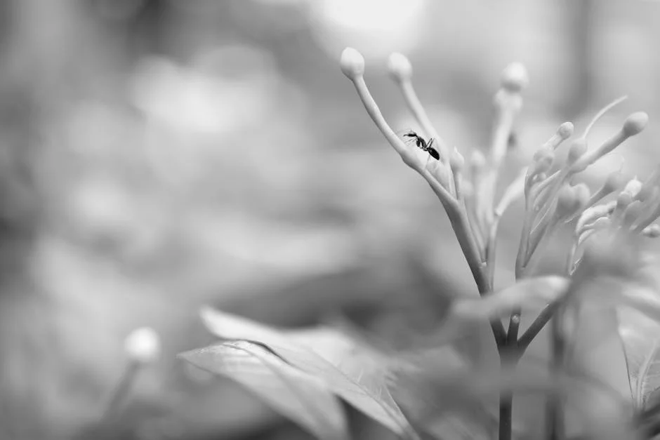 Winnipeg Hospital Ant Infestation Triggers Patient Exodus